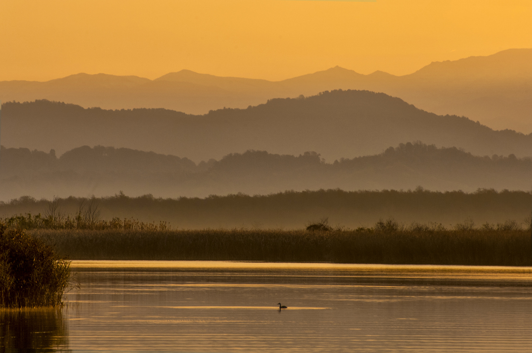Nikon D2X sample photo. Golden morning 2 photography