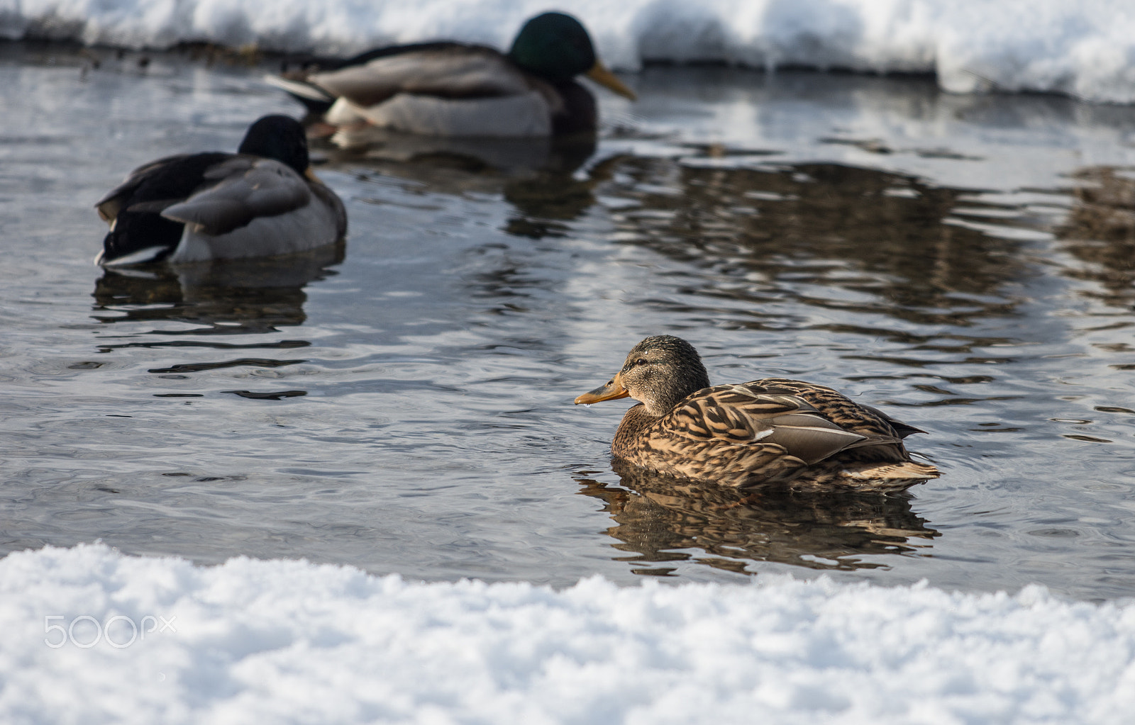 Nikon AF-S Nikkor 70-200mm F4G ED VR sample photo. Mallard photography