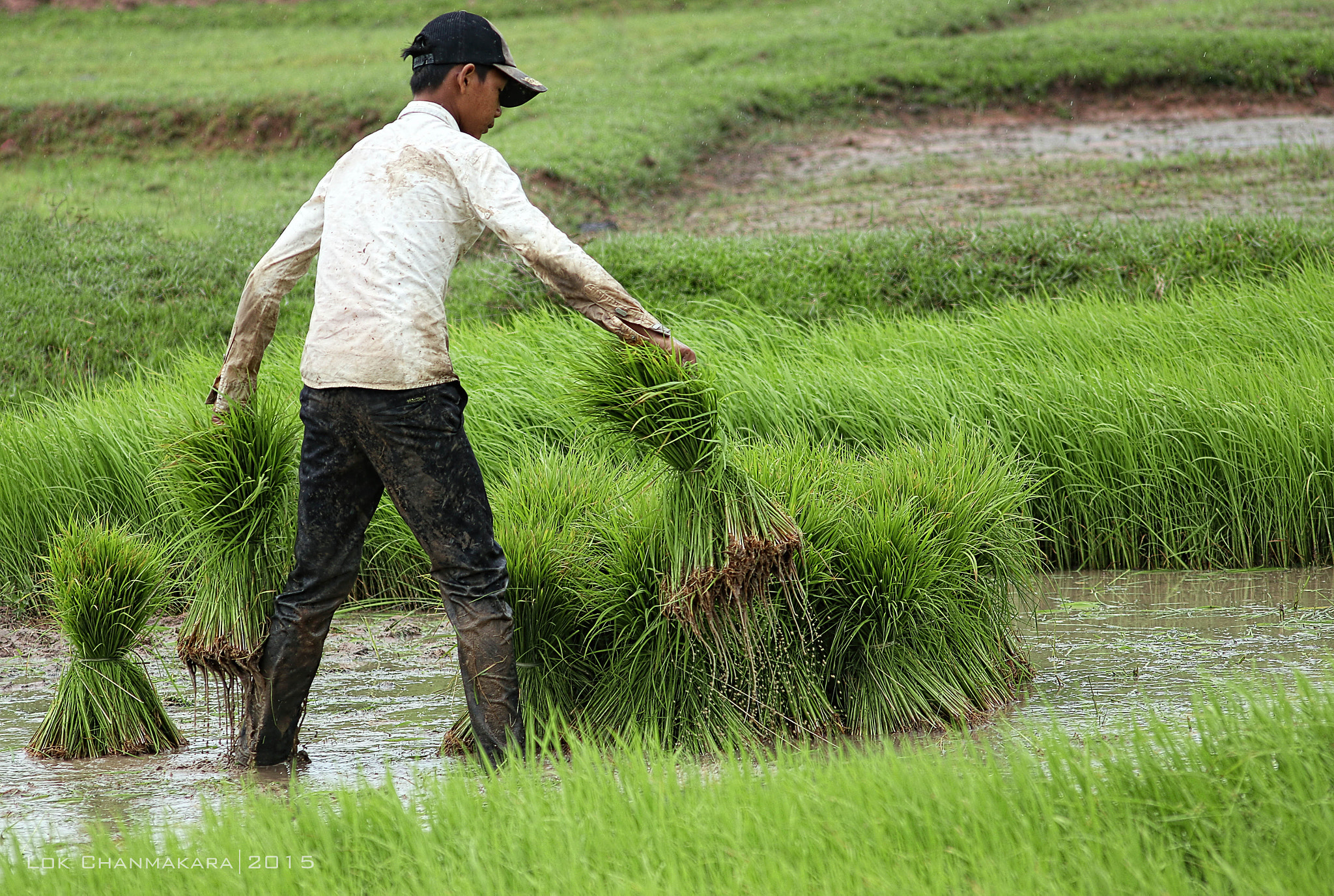 Canon EOS 70D + Sigma 50-200mm F4-5.6 DC OS HSM sample photo. Adult at rice field photography