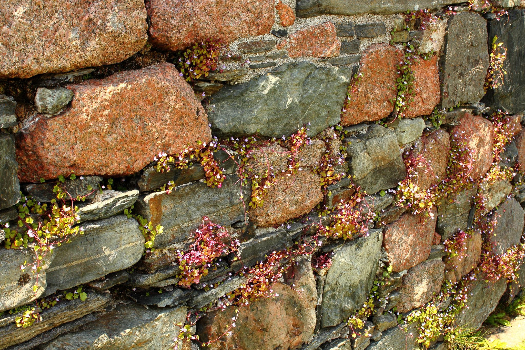 Canon EF 35-80mm f/4-5.6 USM sample photo. Posies in the wall photography