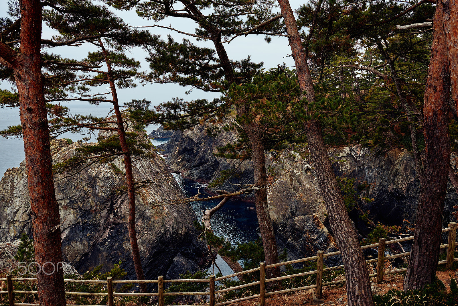Nikon AF-S Nikkor 24-70mm F2.8G ED sample photo. Pine forest photography