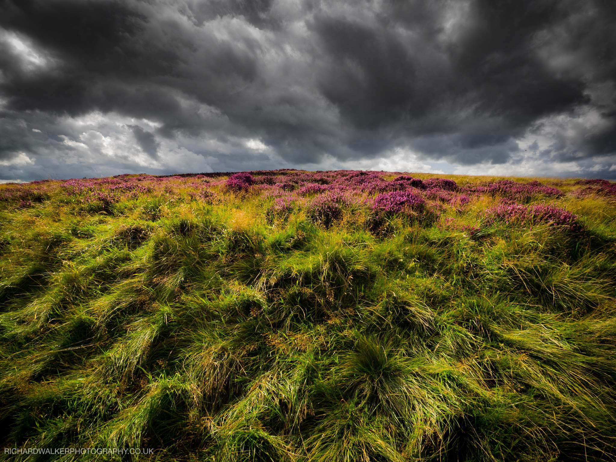 Olympus OM-D E-M1 + OLYMPUS M.9-18mm F4.0-5.6 sample photo. I shot this back at the end of the summer and didn ... photography