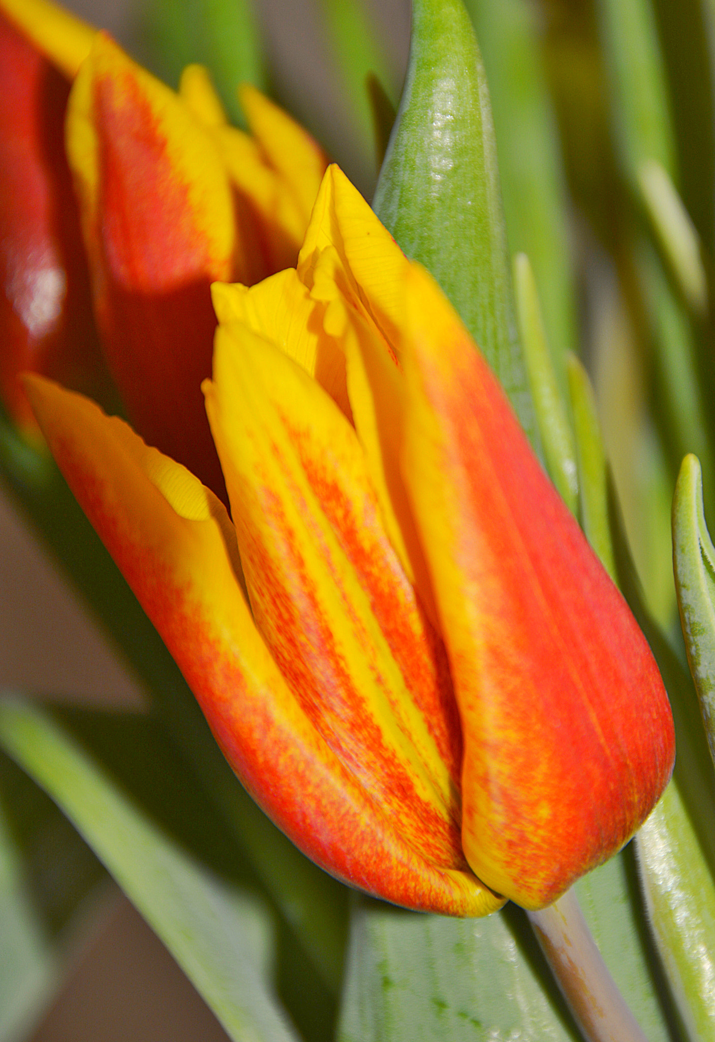 Sigma 18-250mm F3.5-6.3 DC OS HSM sample photo. Tulbe photography