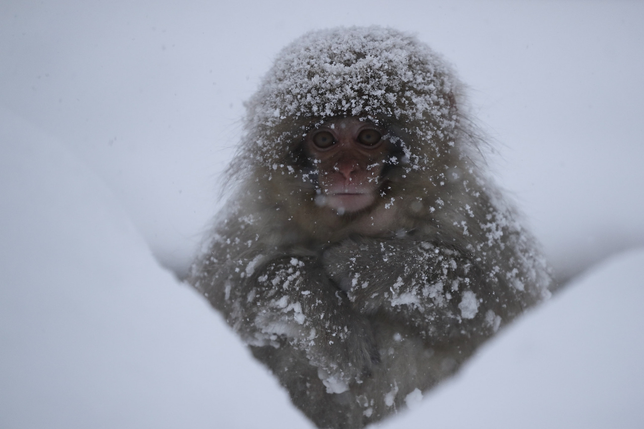 Canon EOS-1D X Mark II sample photo. A snow monkey photography