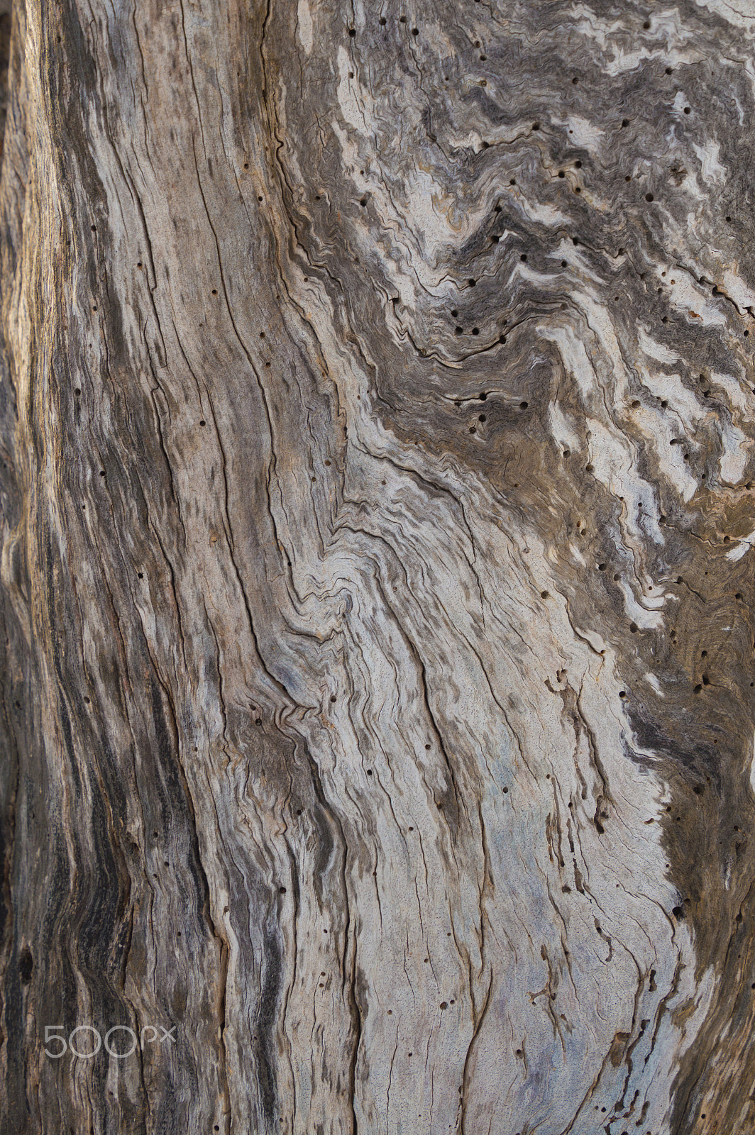 Nikon D3200 sample photo. Abstract dead apple tree trunk bark swirl background photography
