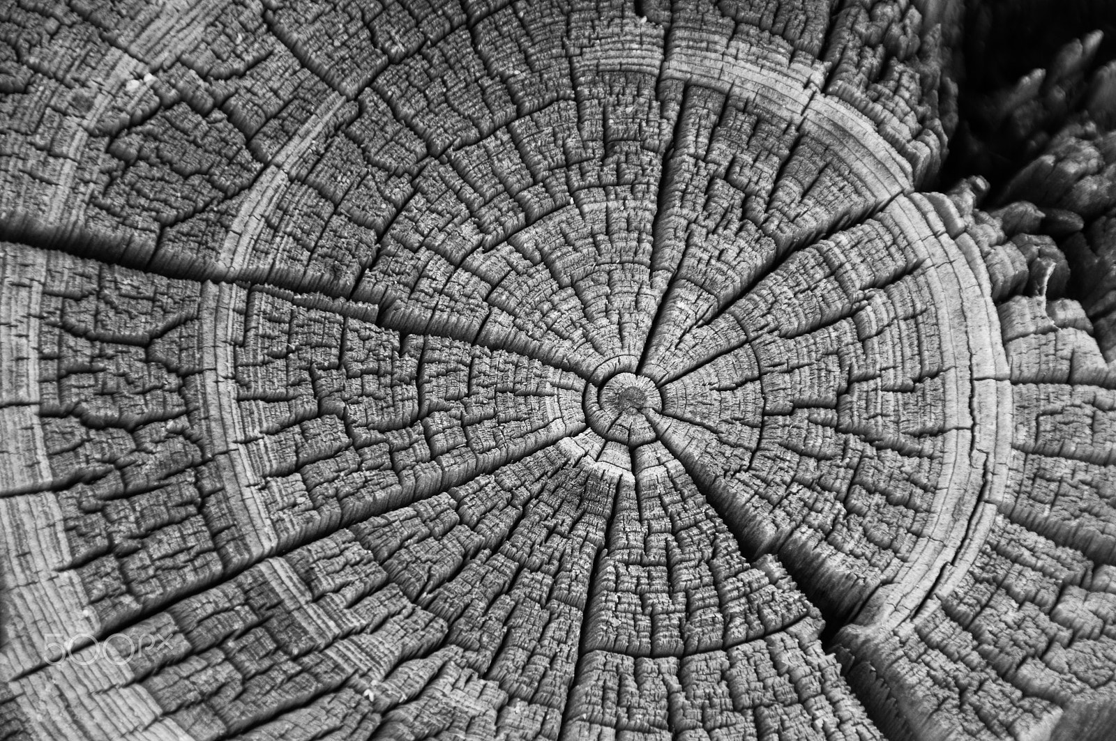 Nikon D3200 sample photo. Black and white weathered log end rings in an old log cabin photography