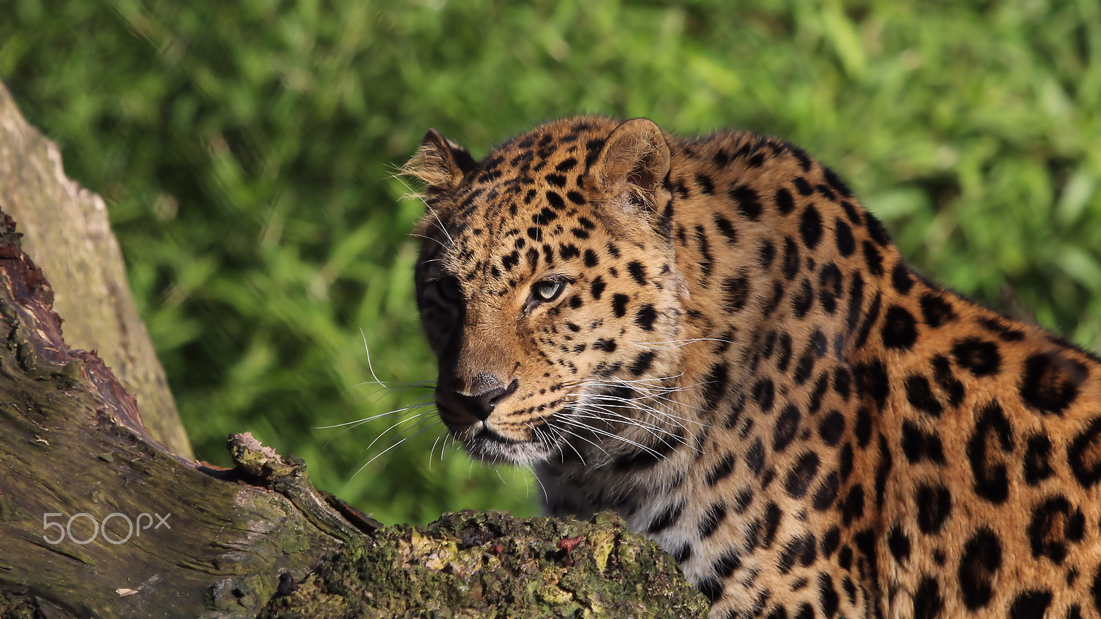 Canon EF 100-400mm F4.5-5.6L IS USM sample photo. Amur leopard photography