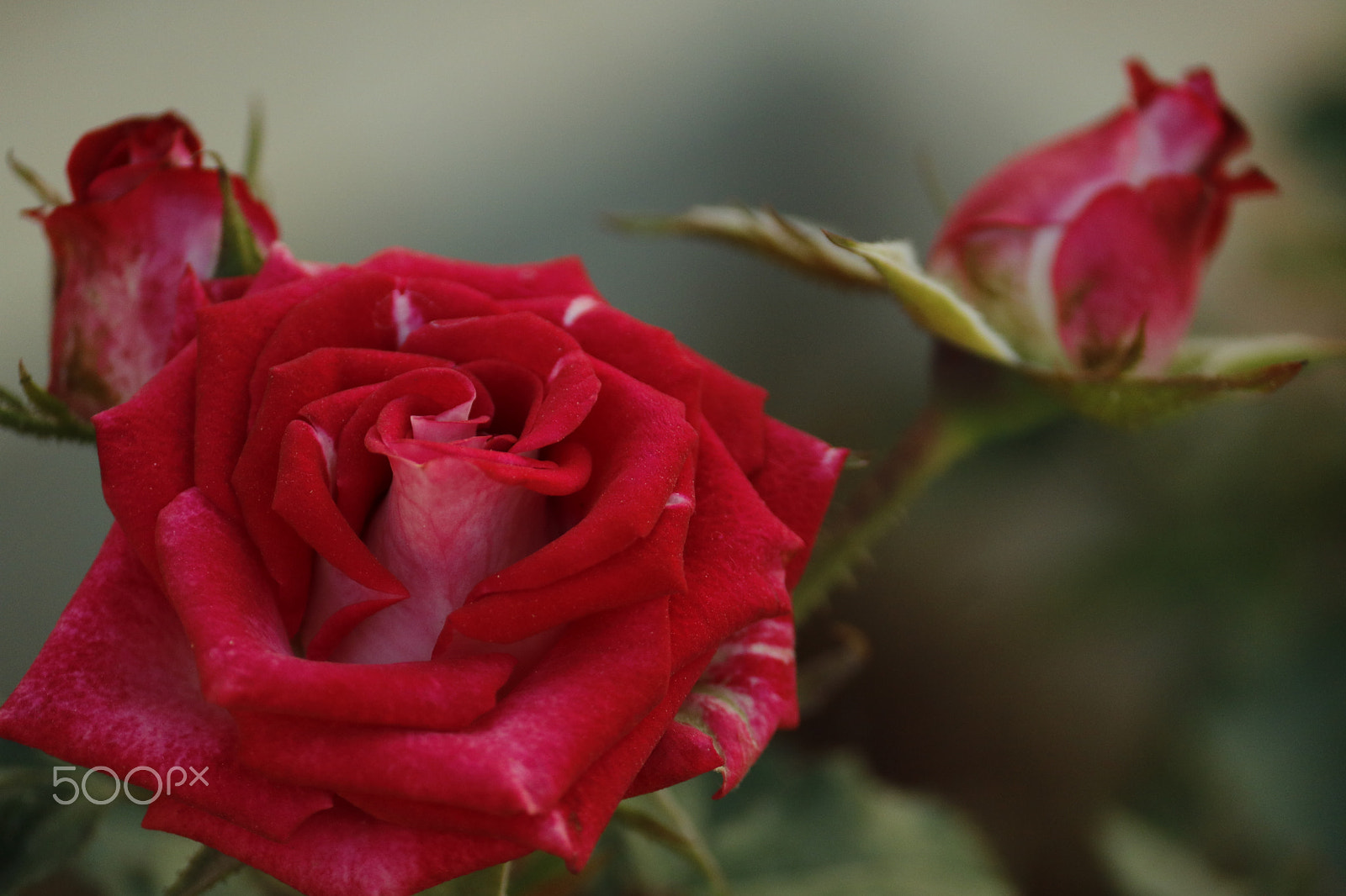 Canon EOS 750D (EOS Rebel T6i / EOS Kiss X8i) + Canon EF-S 55-250mm F4-5.6 IS II sample photo. A three rose bokeh! photography