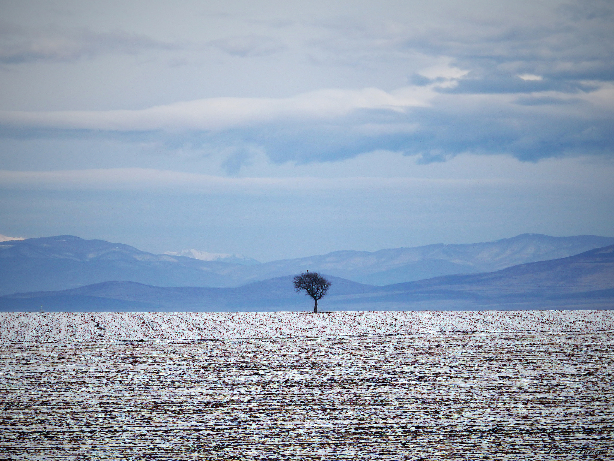 Olympus SH-60 sample photo. Lonely tree... photography