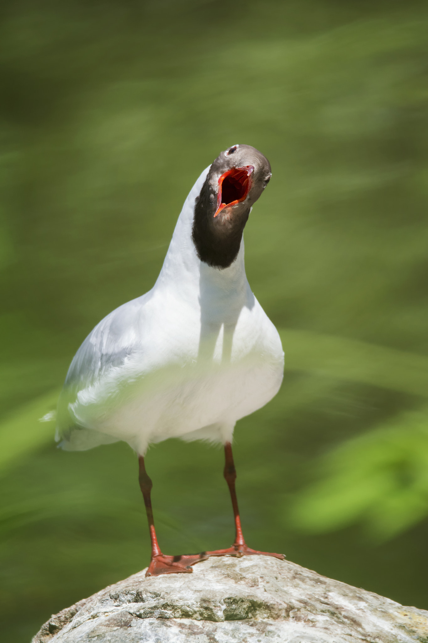 Nikon D7100 sample photo. Black-headed gull photography