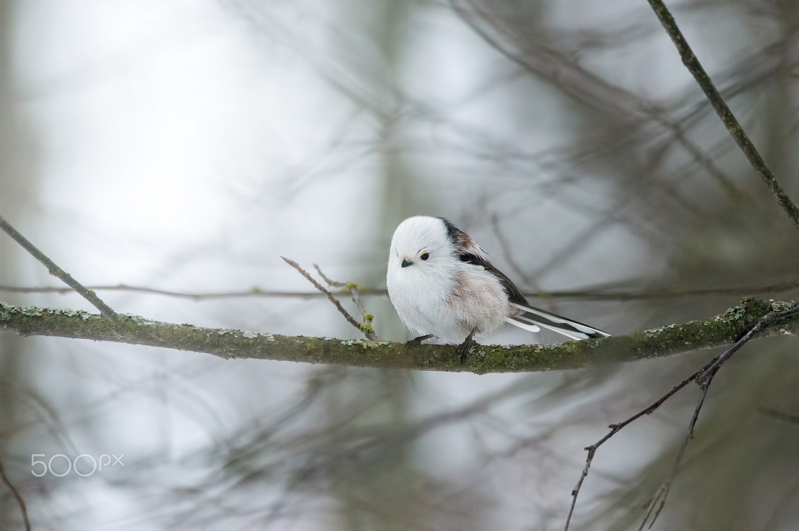 Sigma 150-600mm F5-6.3 DG OS HSM | C sample photo. Long-tailed tit photography