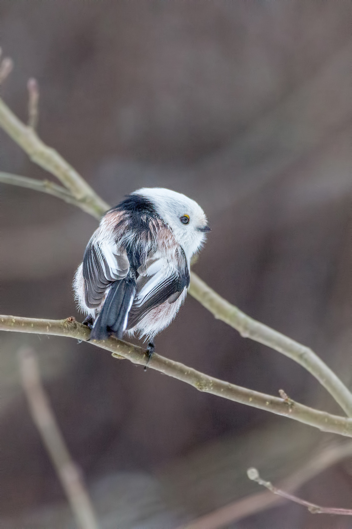 Sigma 150-600mm F5-6.3 DG OS HSM | C sample photo. Long-tailed tit photography