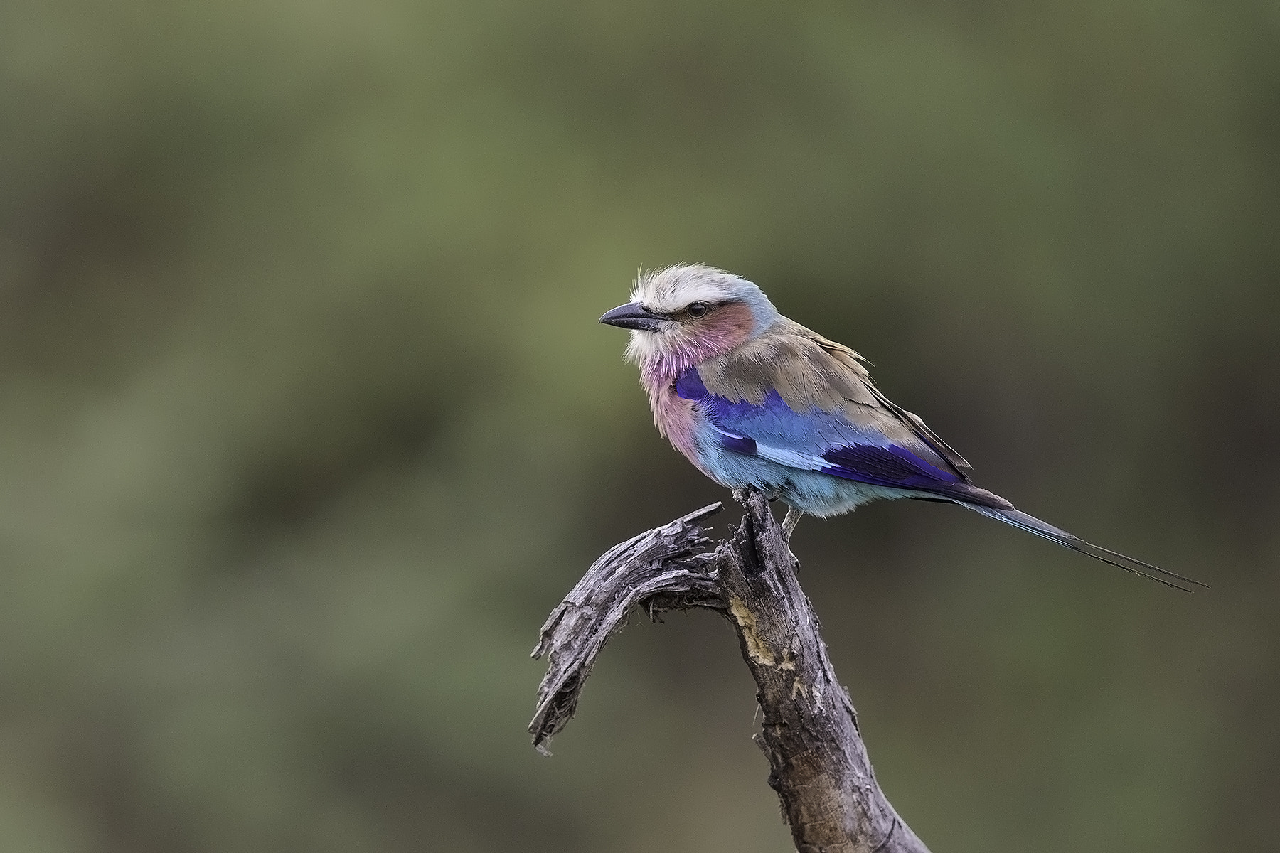 Canon EOS-1D X + Canon EF 600mm F4L IS II USM sample photo. Roller photography