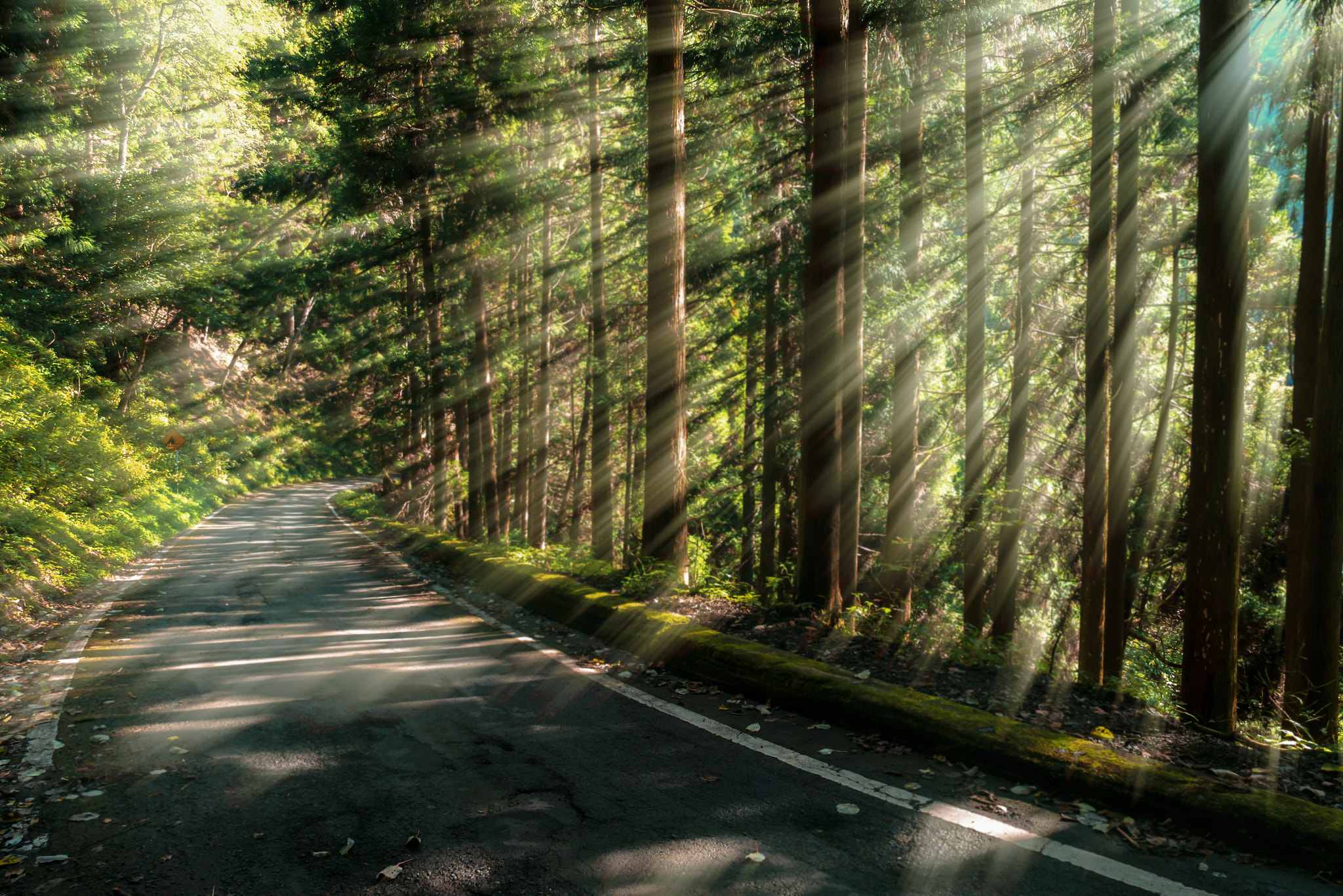 Panasonic Lumix DMC-GX7 sample photo. Forest road photography
