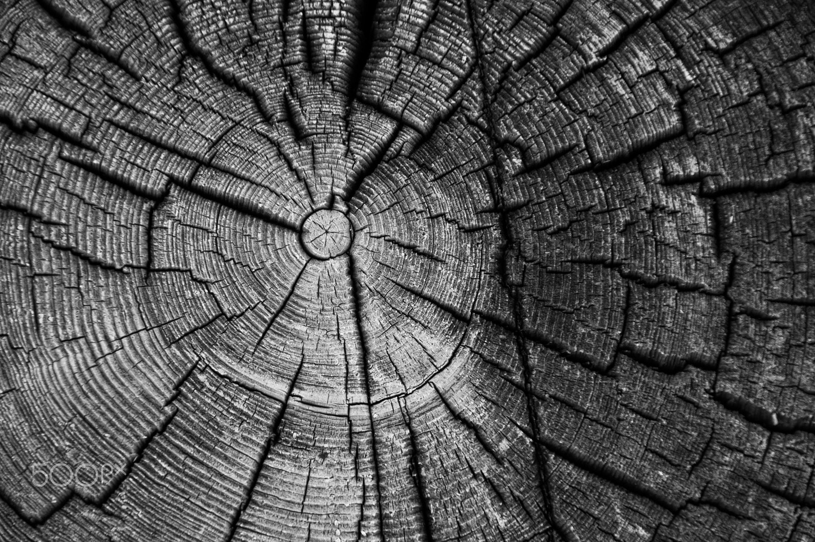 Nikon D3200 sample photo. Black and white weathered log end rings in an old log cabin photography