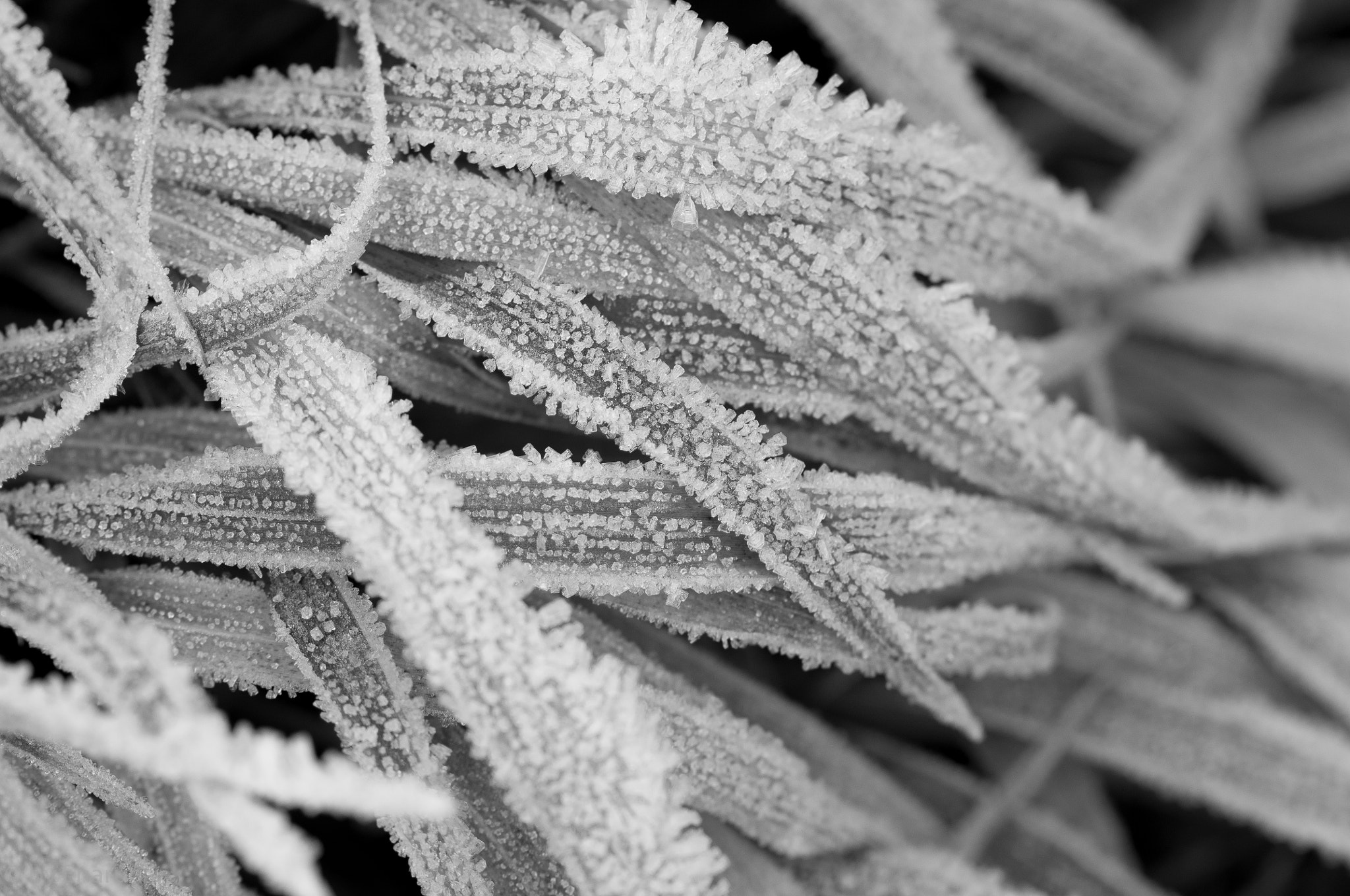 Nikon AF-S Micro-Nikkor 105mm F2.8G IF-ED VR sample photo. Rime on the grass photography