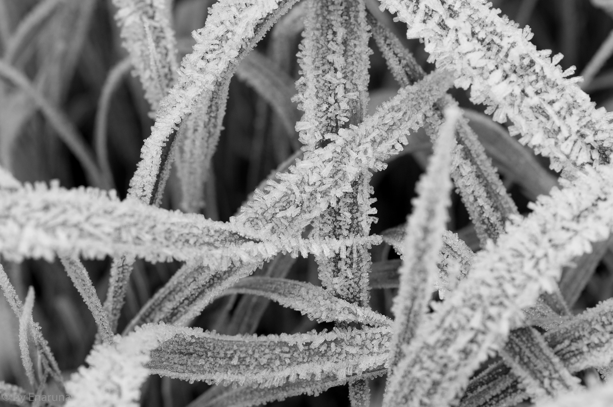 Nikon AF-S Micro-Nikkor 105mm F2.8G IF-ED VR sample photo. Rime on the grass photography