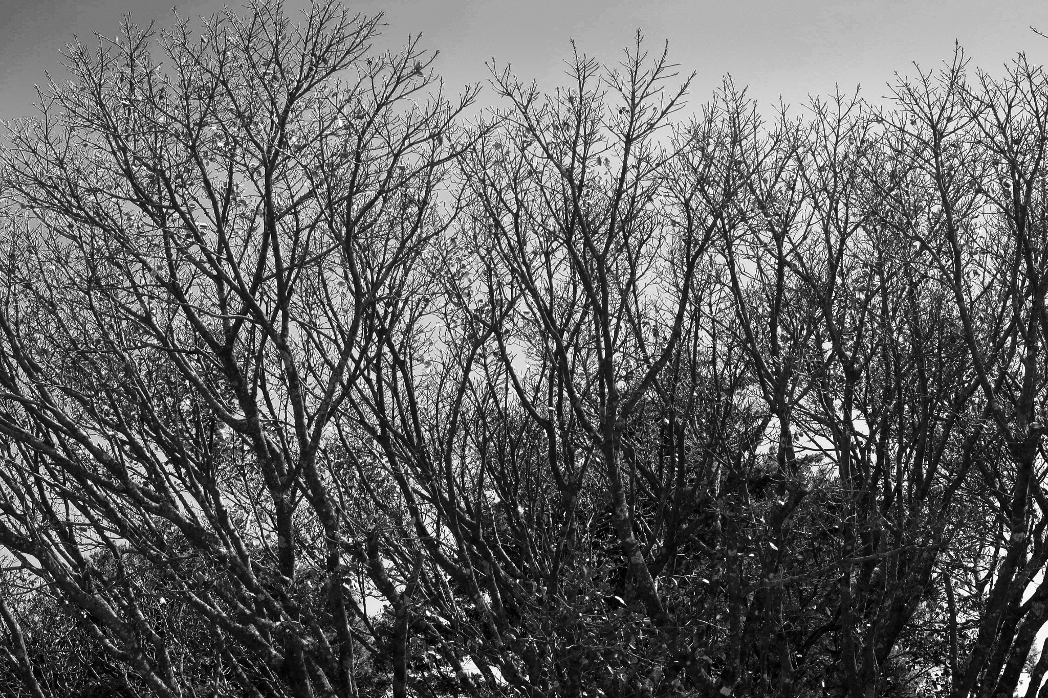 Canon EOS 500D (EOS Rebel T1i / EOS Kiss X3) sample photo. Arboles photography