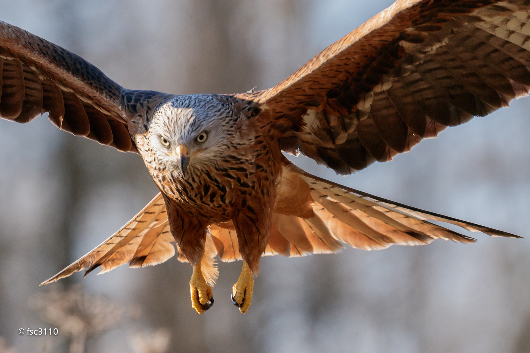 Canon EOS-1D X Mark II + Canon EF 500mm F4L IS II USM sample photo. Red kite in front of me photography