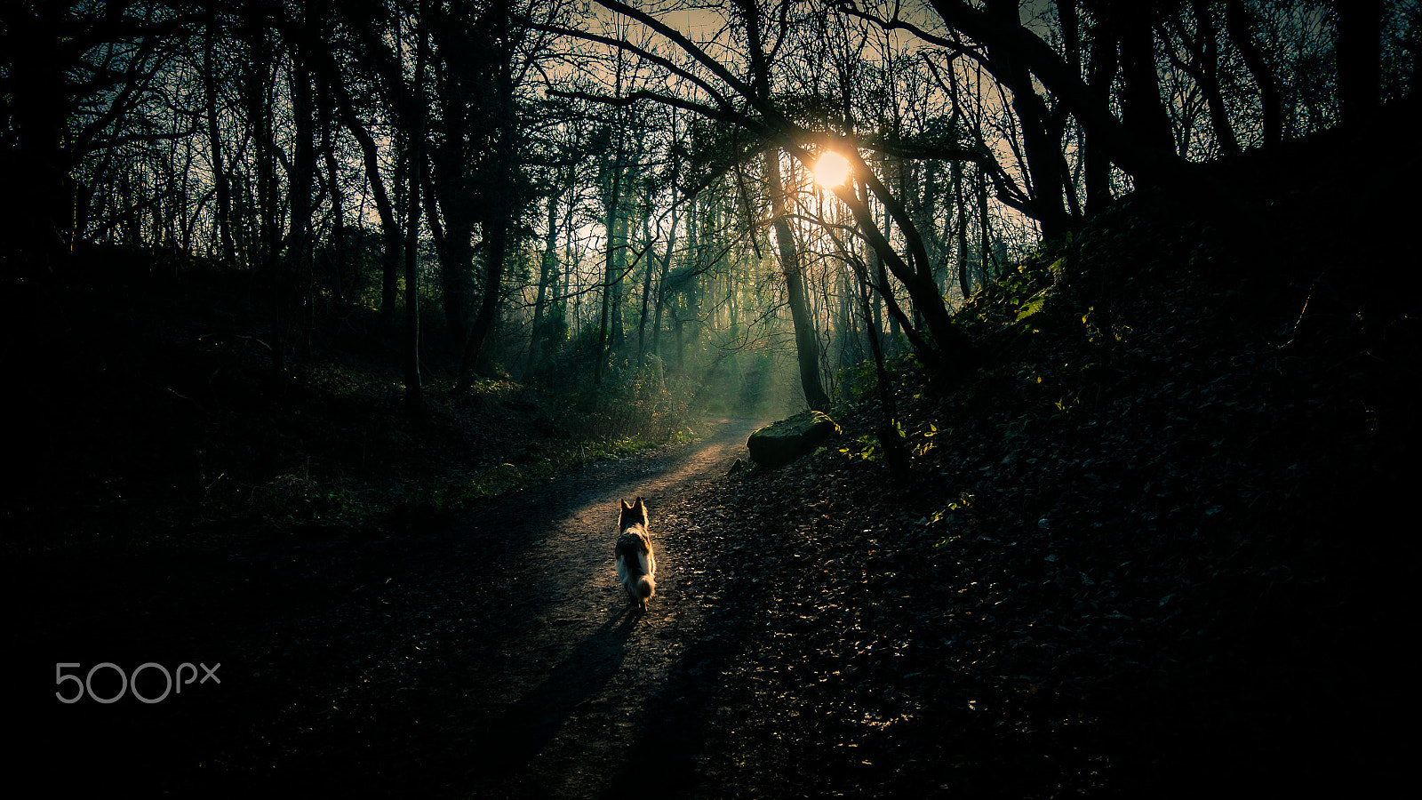 Fujifilm X-T1 + Fujifilm XC 16-50mm F3.5-5.6 OIS II sample photo. Bow the dog at plessy woods photography