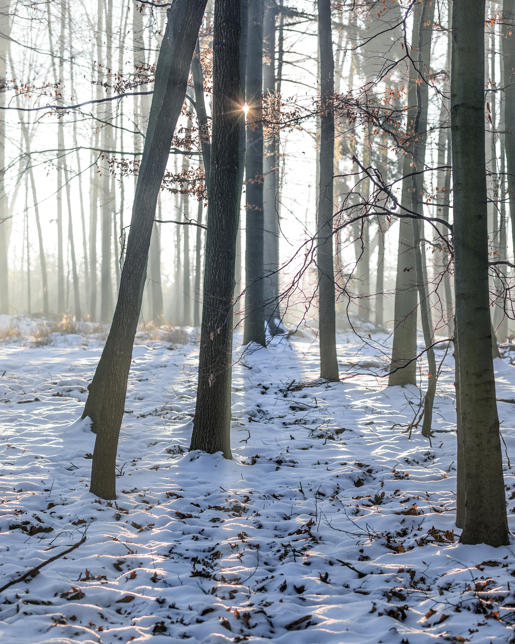 Canon EF 70-200mm F2.8L USM sample photo. Sun peeking through trees in foggy woods photography
