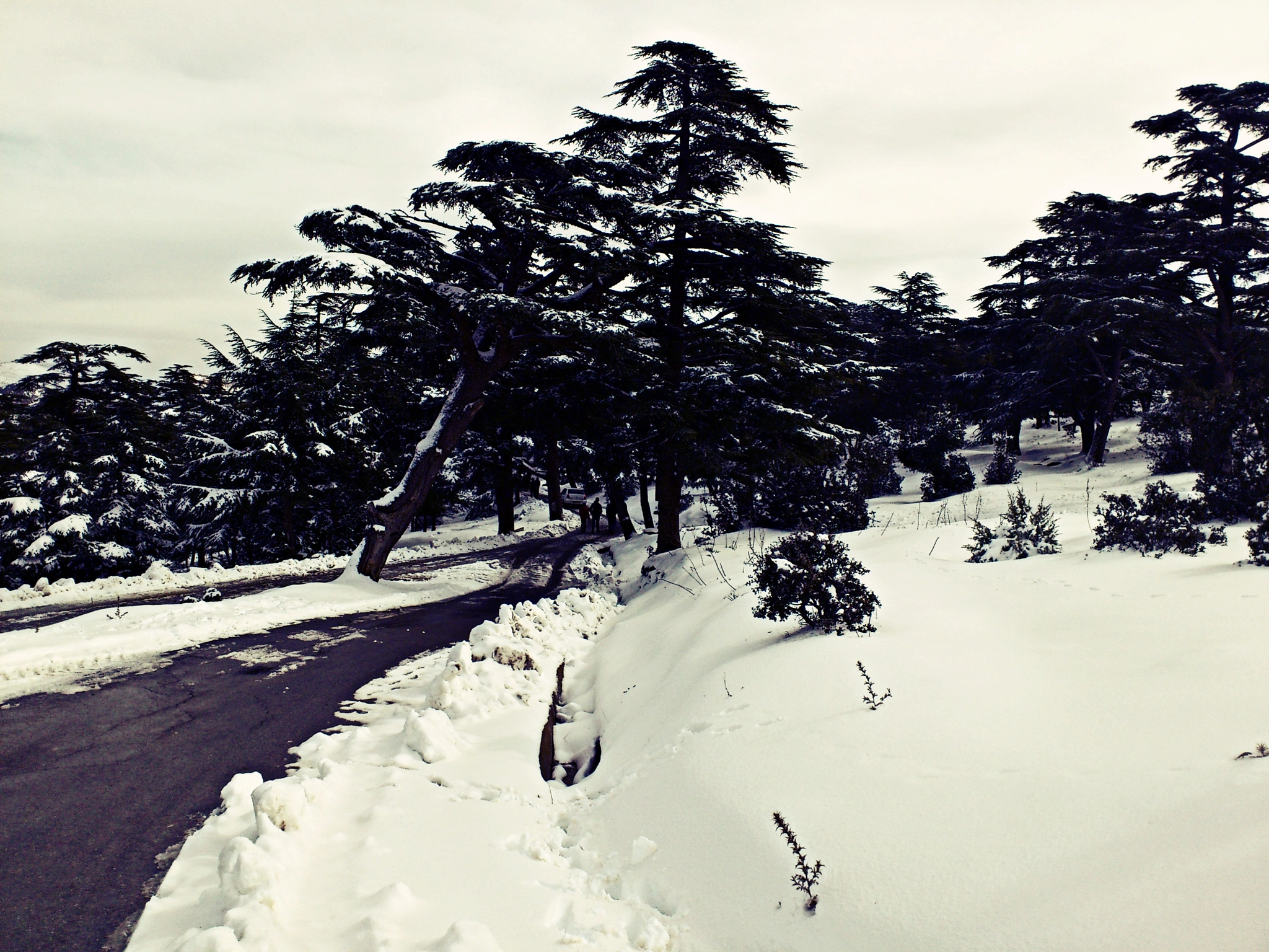 Sony Ericsson Xperia arc S sample photo. A road to the forest photography