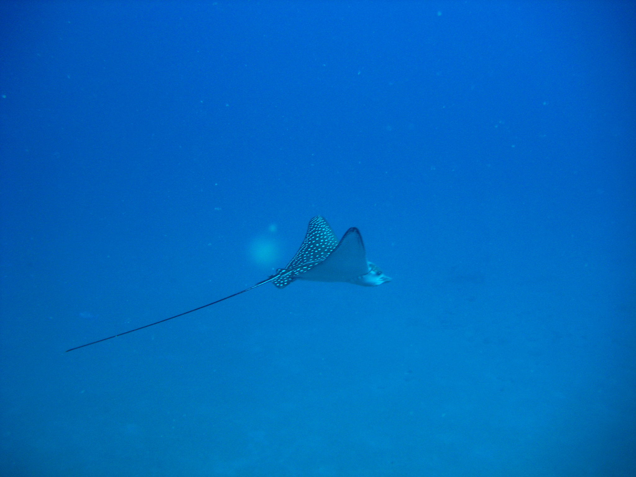 Canon POWERSHOT SD750 sample photo. Eagle ray photography