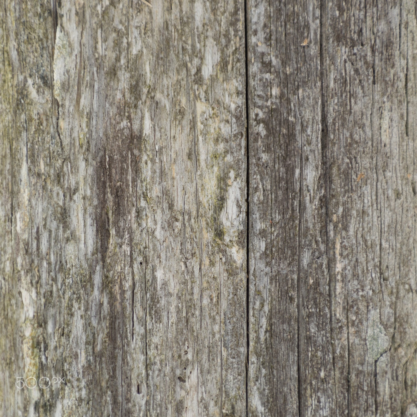 Nikon D3200 sample photo. Closeup background of weathered lichen covered cedar fence post photography