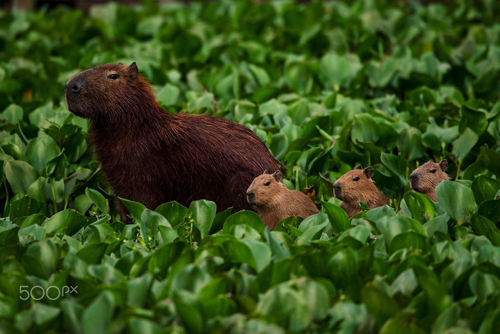 Nikon D800 sample photo. Capybara photography