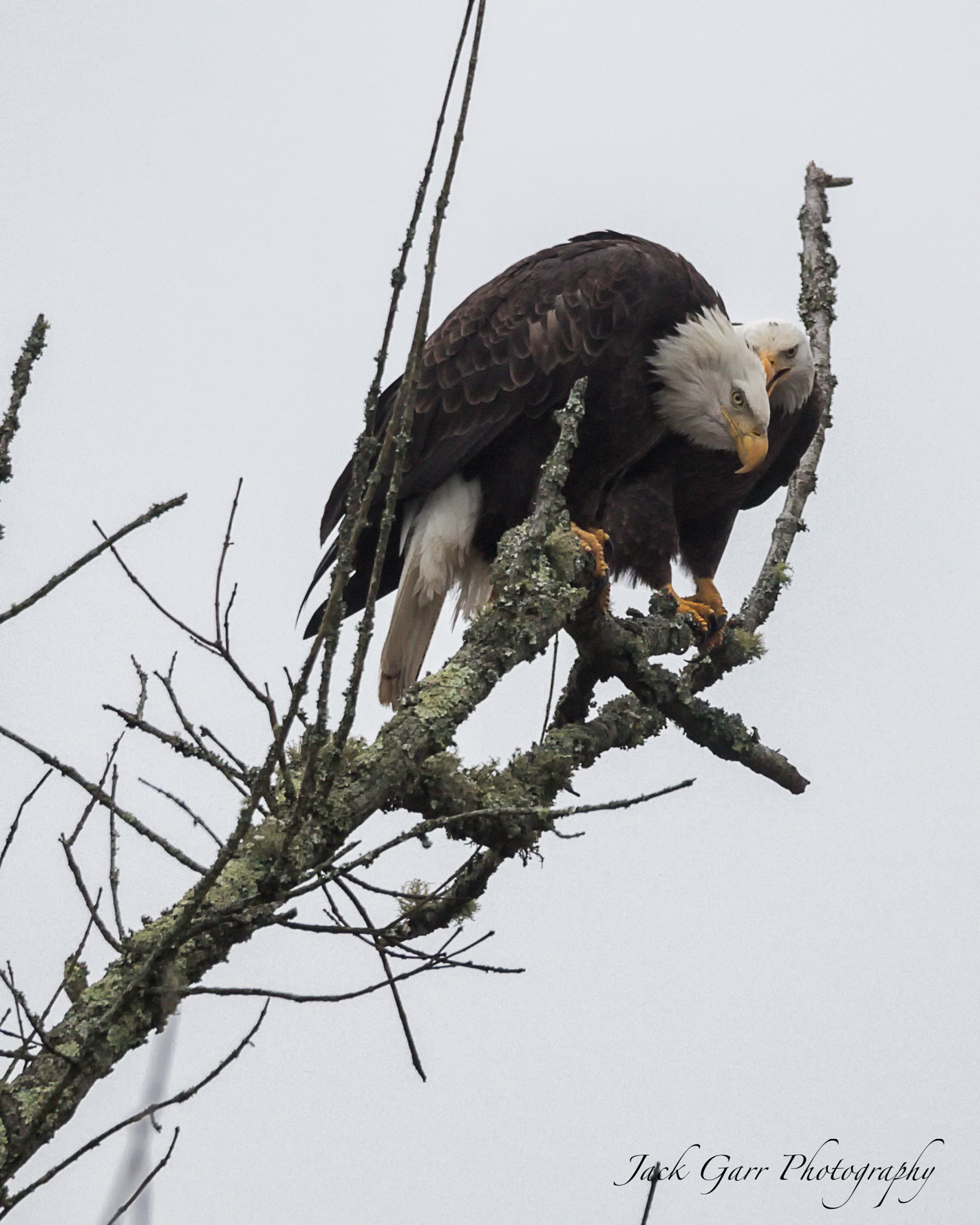 150-600mm F5-6.3 DG OS HSM | Sports 014 sample photo. Bald eagle telling a secret photography