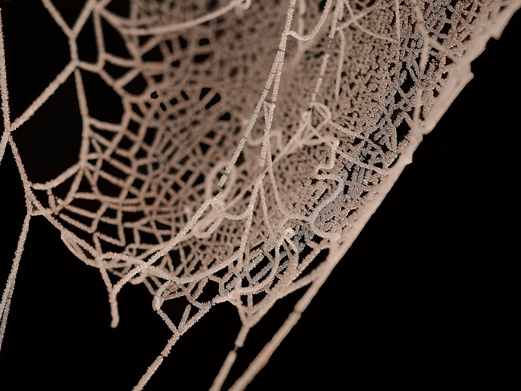 Panasonic Lumix DMC-GM1 sample photo. Spiders lace photography