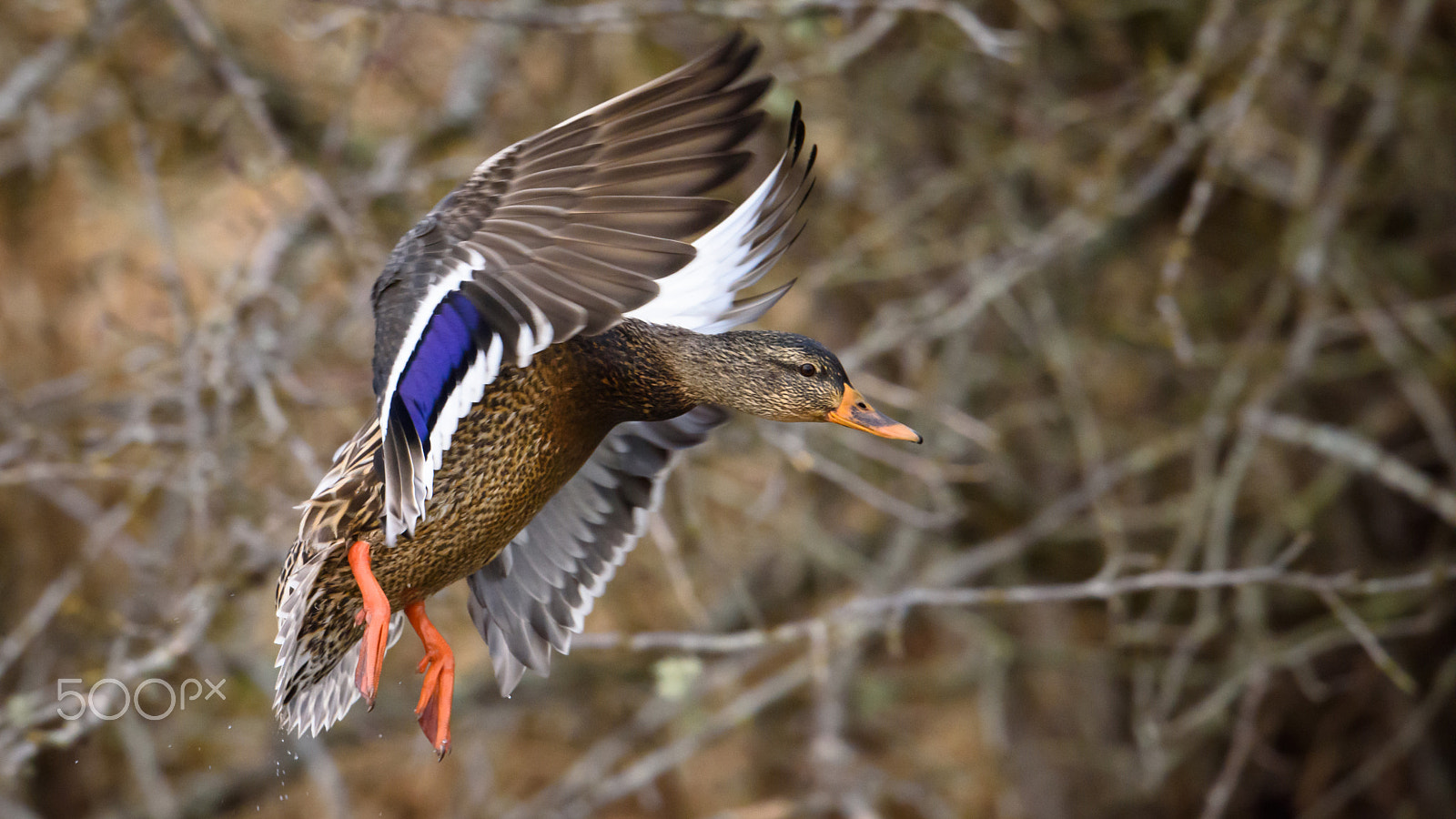 Nikon D810 + Nikon AF-S Nikkor 500mm F4E FL ED VR sample photo. Duck photography