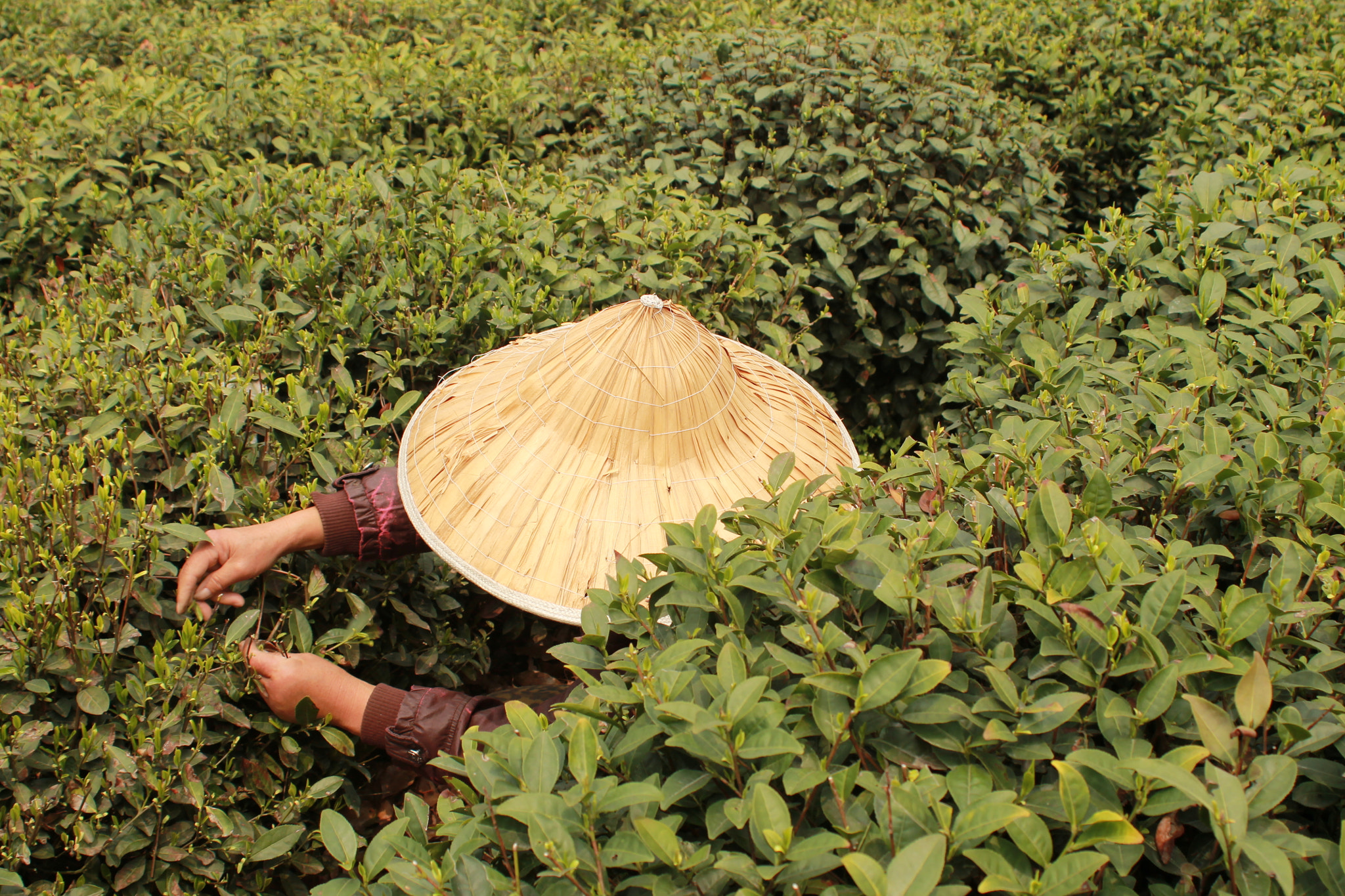 Canon EF 28-80mm f/3.5-5.6 sample photo. Tea crops - hangzhou, china photography