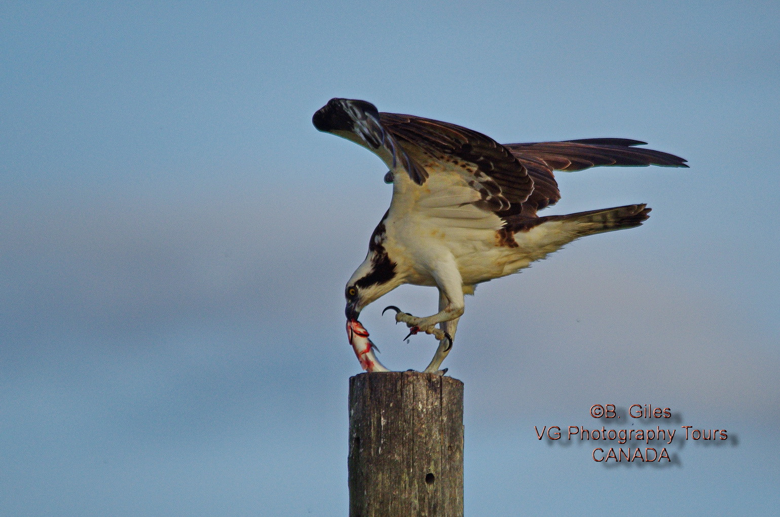 Pentax K-5 IIs + Sigma 150-500mm F5-6.3 DG OS HSM sample photo. Catch of the day photography