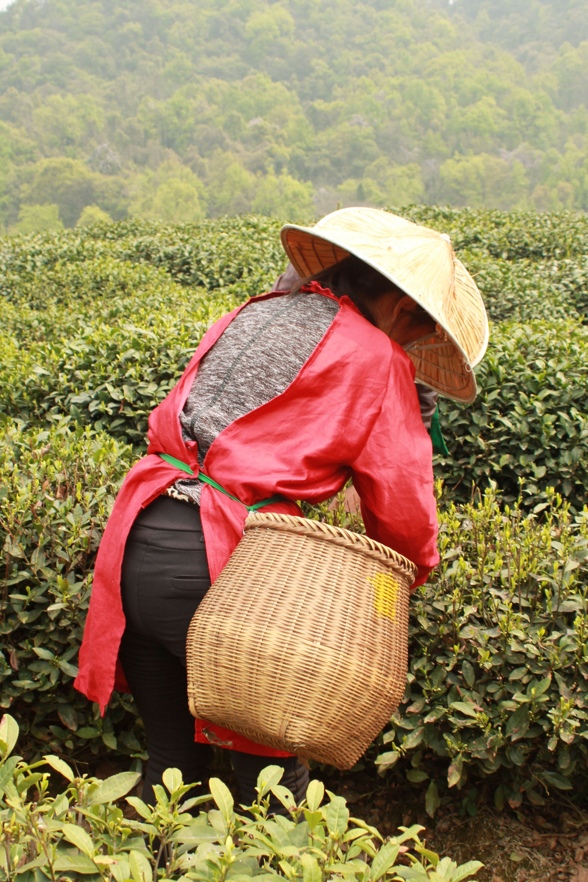 Canon EF 28-80mm f/3.5-5.6 sample photo. Tea crops - hanghzhou, china photography