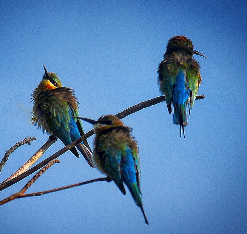 Nikon D300S sample photo. Chatting in the morning cold photography