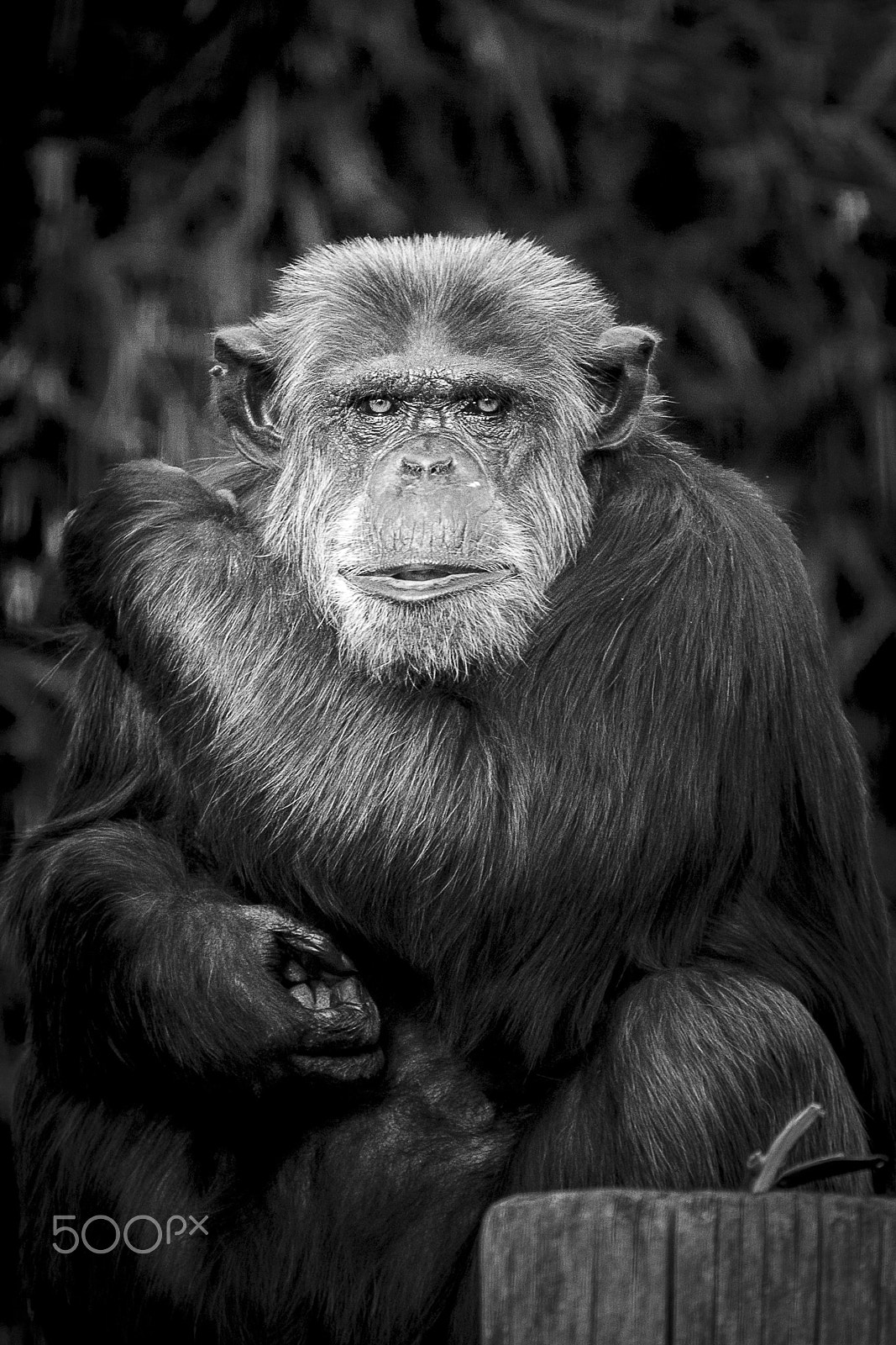Sigma 70-200mm F2.8 EX DG OS HSM sample photo. Monkey photography