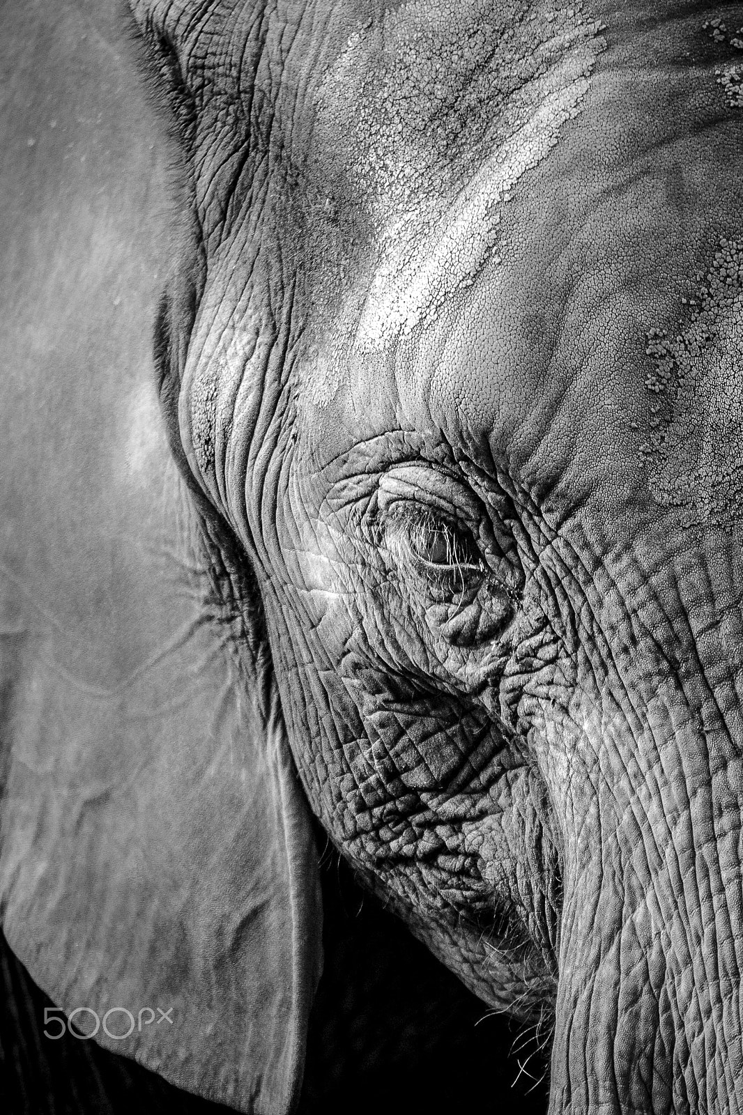Sigma 70-200mm F2.8 EX DG OS HSM sample photo. Elephan photography