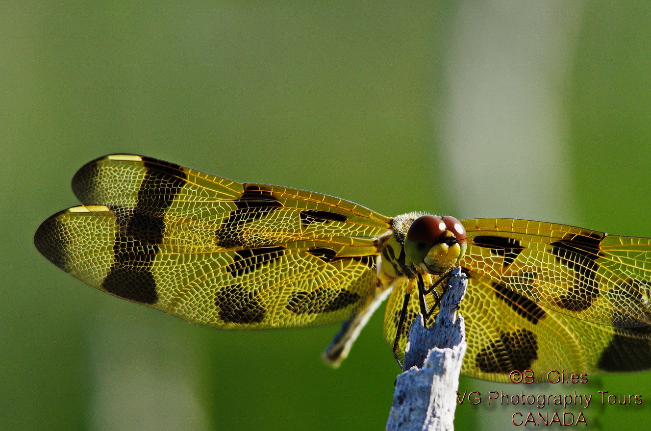 Pentax K-5 IIs + Sigma 150-500mm F5-6.3 DG OS HSM sample photo. Resting in the sun photography