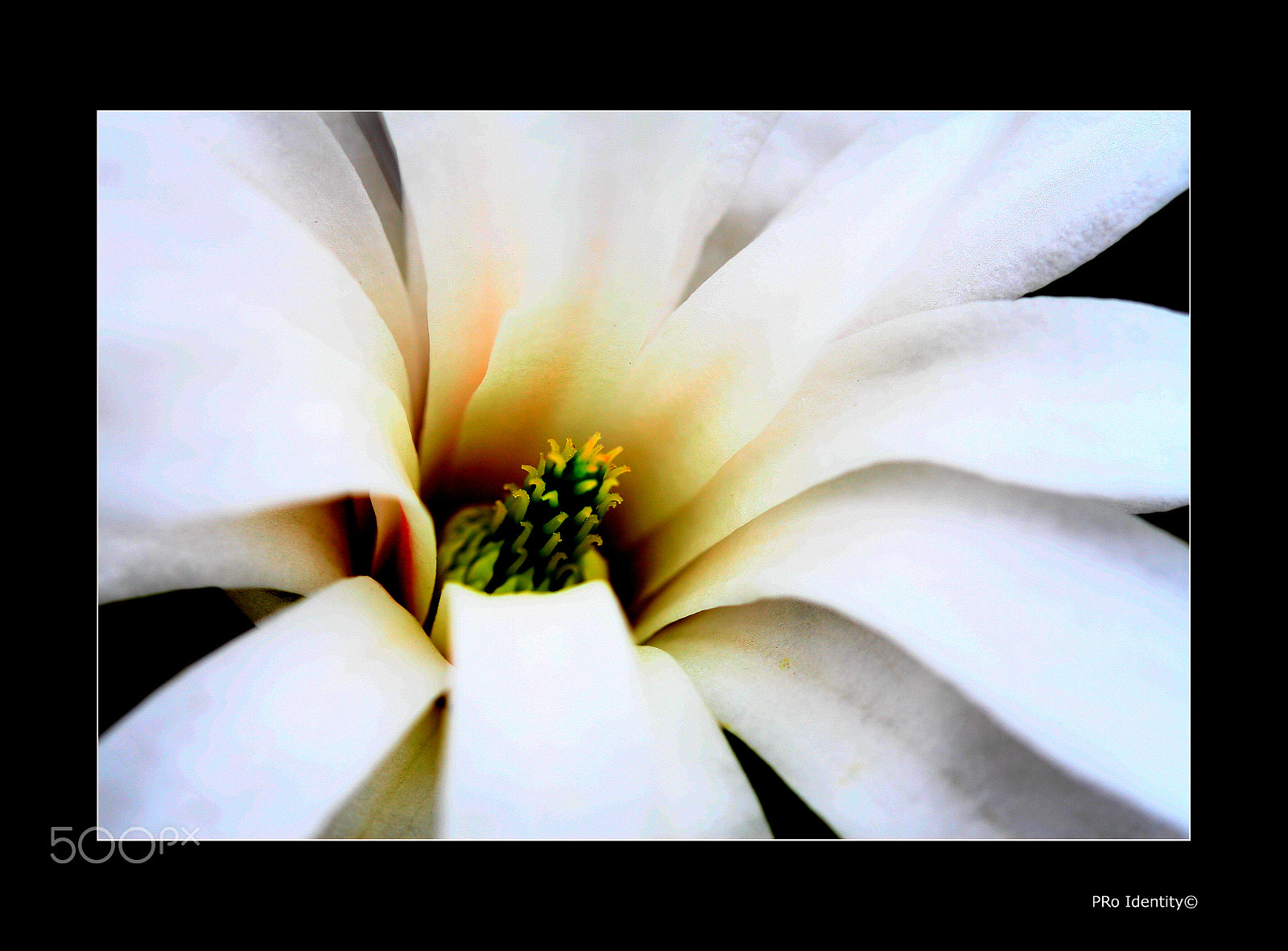Canon EOS 30D sample photo. Magnolia... photography