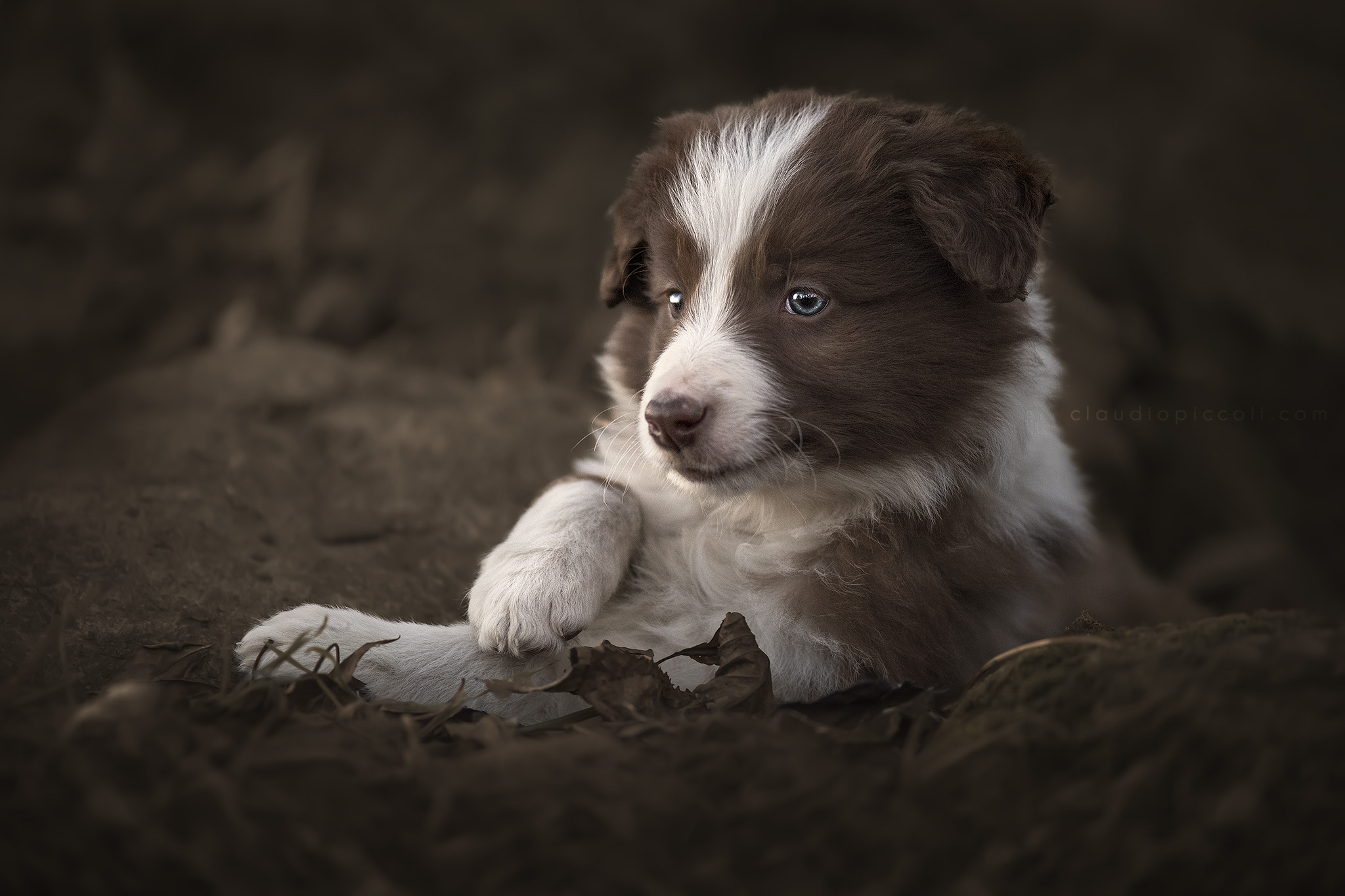 Nikon D5 + Nikon AF-S Micro-Nikkor 105mm F2.8G IF-ED VR sample photo. Puppy time means sweet moments <3 photography