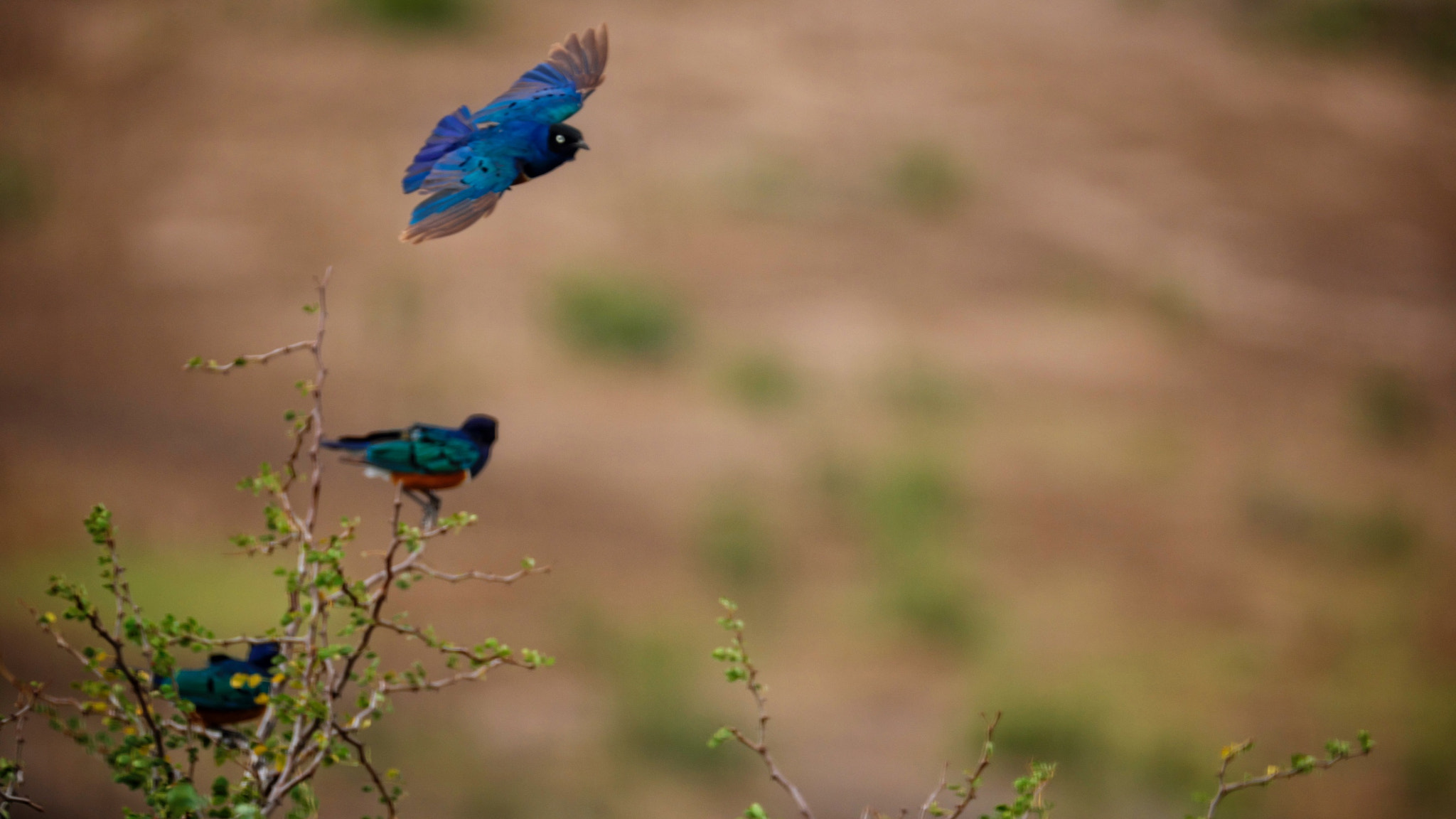 Fujifilm XF 100-400mm F4.5-5.6 R LM OIS WR sample photo. Fly away photography