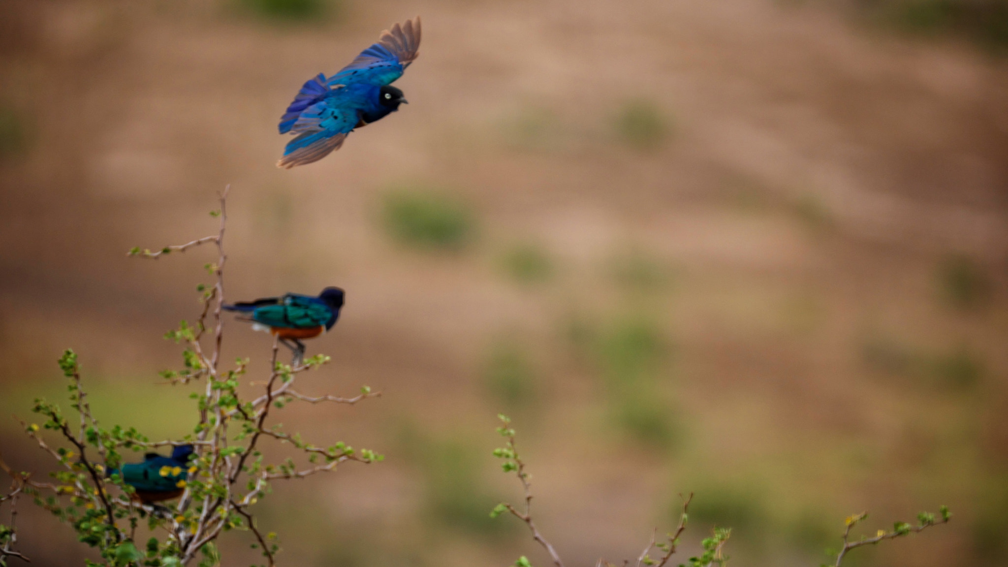 Fujifilm X-Pro2 + Fujifilm XF 100-400mm F4.5-5.6 R LM OIS WR sample photo. Fly away photography