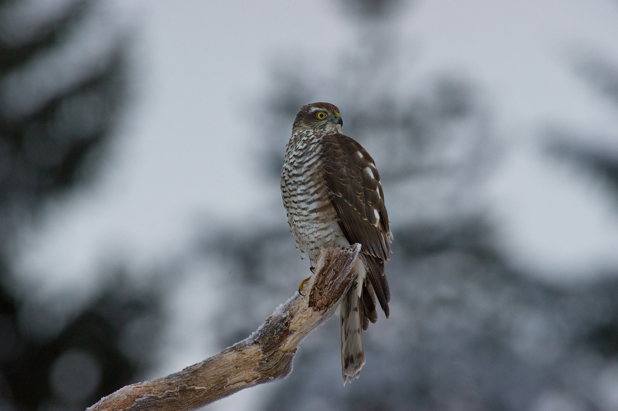 AF-S Nikkor 300mm f/2.8D IF-ED II sample photo. Forest guard photography