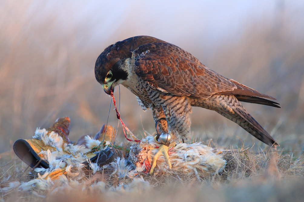 Canon EF 400mm F5.6L USM sample photo. Hunting ended successfully photography