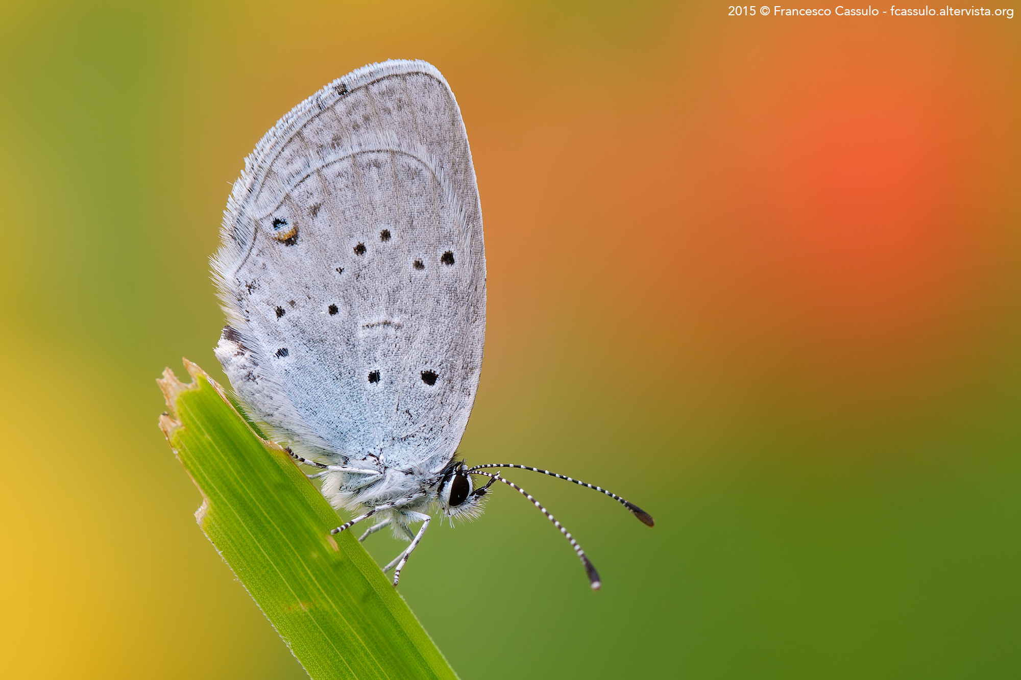 Sigma 105mm F2.8 EX DG OS HSM sample photo. Cupido alcetas (hoffmannsegg, 1804) photography