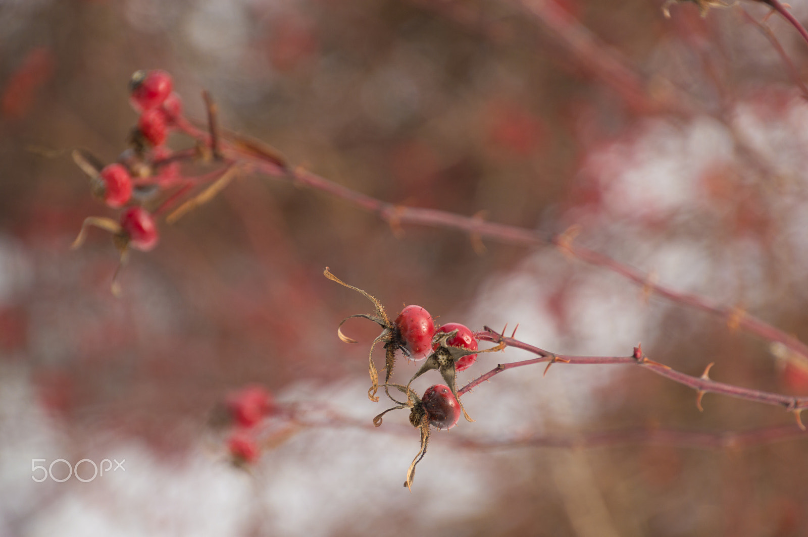 Nikon D3200 sample photo. Wild rose hips in the snow background photography