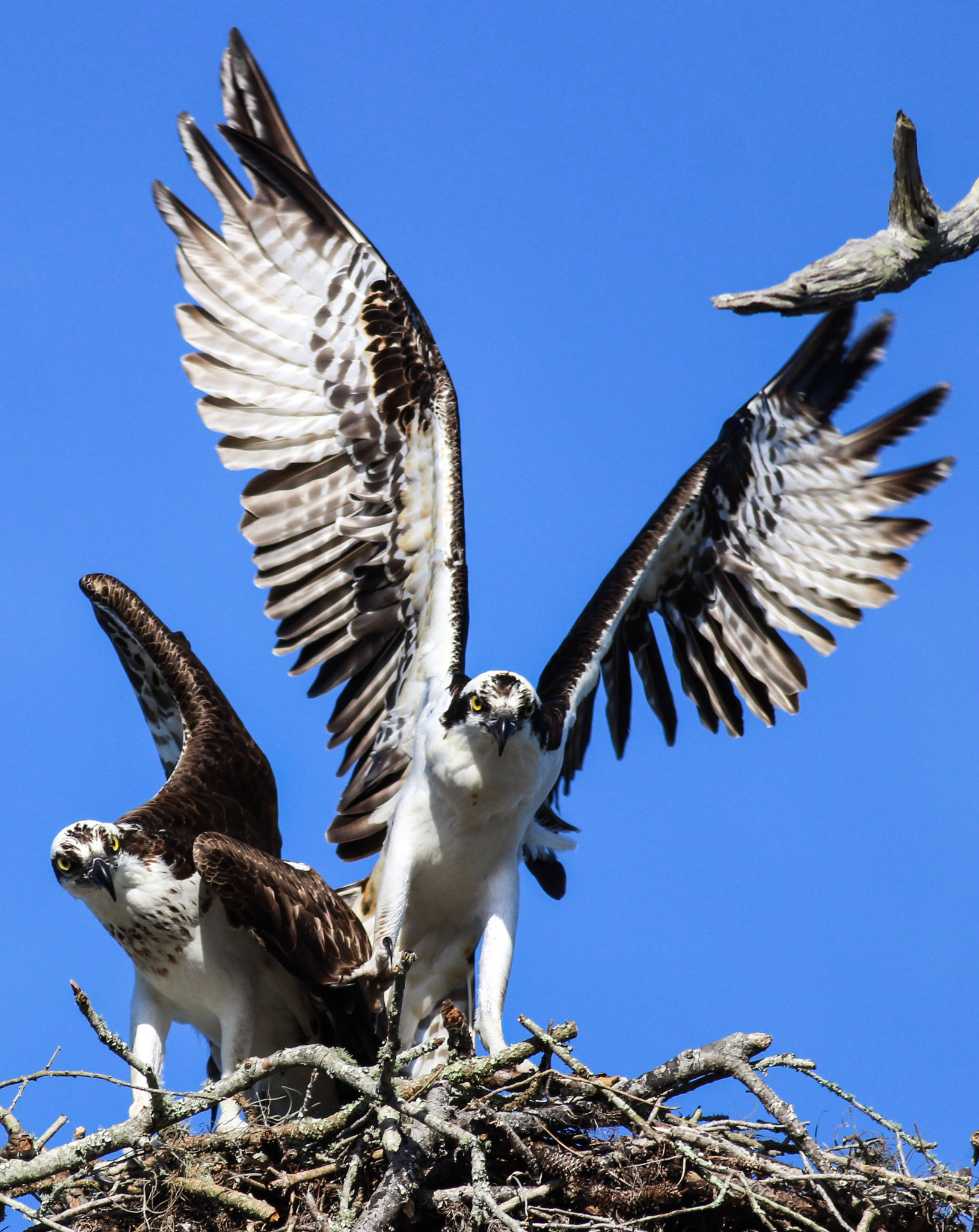 Canon EOS 600D (Rebel EOS T3i / EOS Kiss X5) + Canon EF 400mm F5.6L USM sample photo. Love nest photography