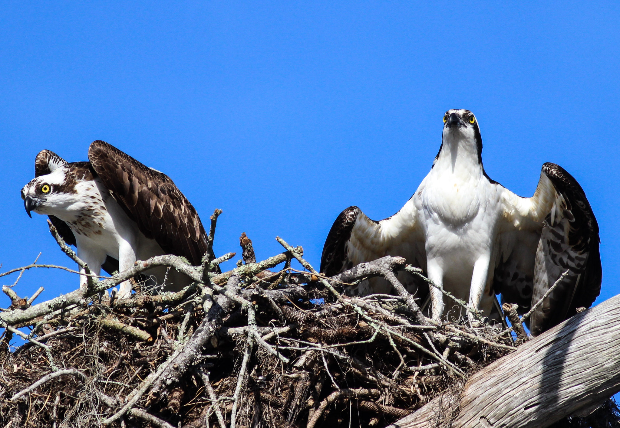 Canon EOS 600D (Rebel EOS T3i / EOS Kiss X5) + Canon EF 400mm F5.6L USM sample photo. Ospreys nest building photography