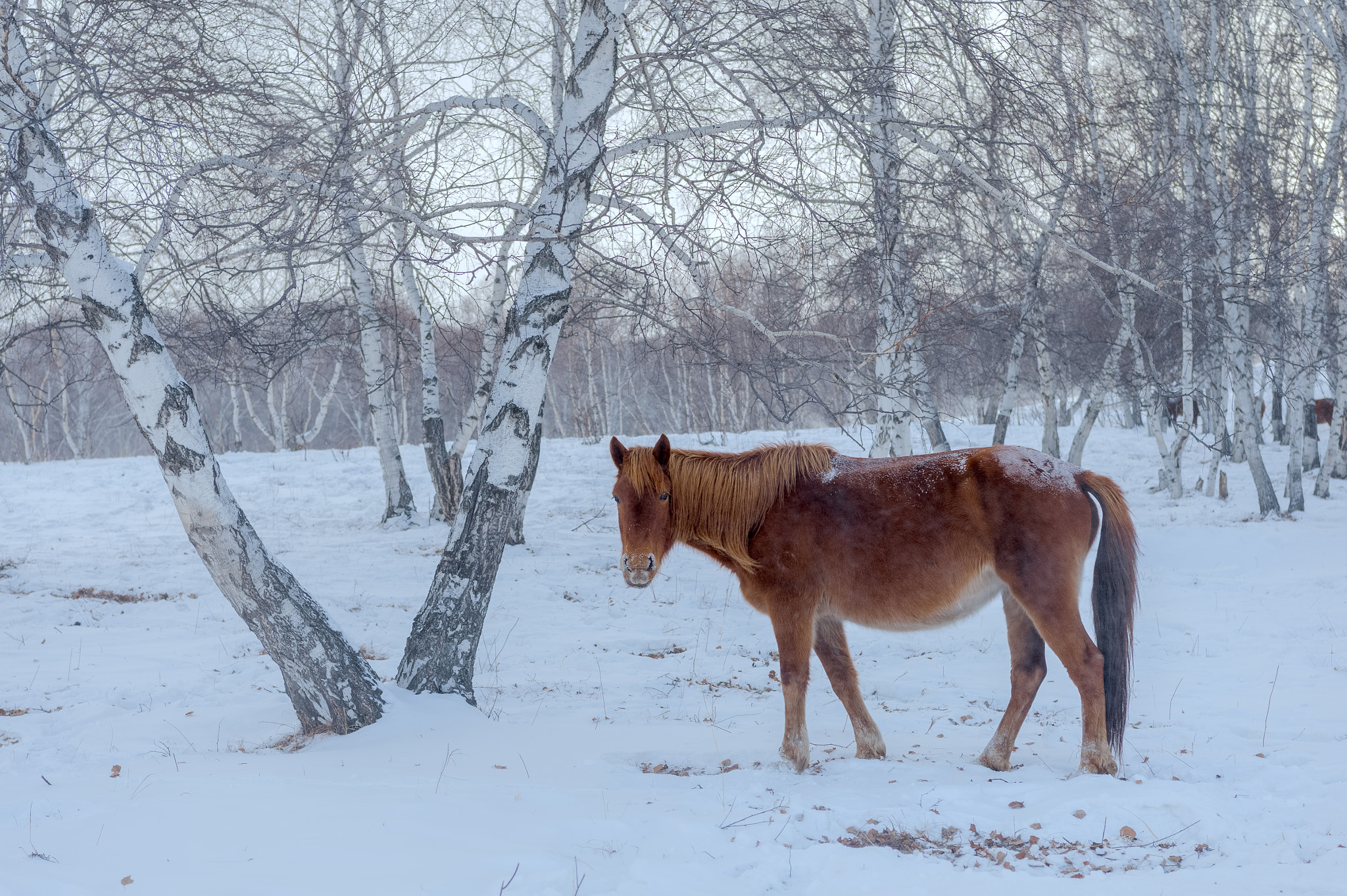 Nikon AF-S Nikkor 24-70mm F2.8E ED VR sample photo. In the winter photography
